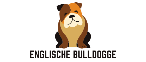 Englische Bulldogge