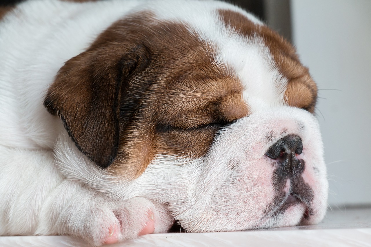 englische bulldogge krankheiten