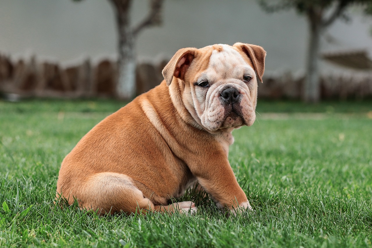 englische Bulldogge